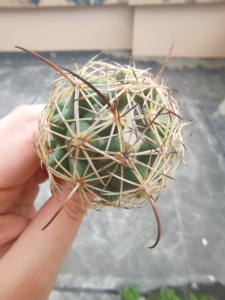 【仙人球】狮子奋迅