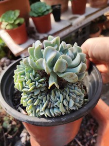多肉植物 特玉莲缀化 多年老桩,主头周正,一圈缀化,12元出