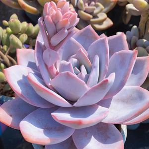 白莲多肉,据说是雪莲杂广寒宫