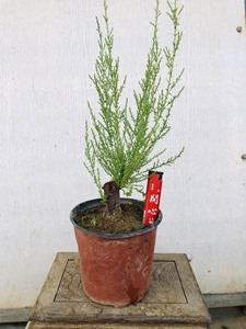 柽柳盆景,观音柳,毛沙柳,一物一图,带土球 带盆,诚信实拍.