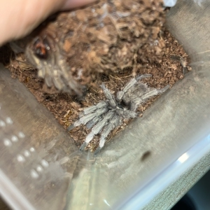 千里达橄榄金 新成公 5.30蜕皮