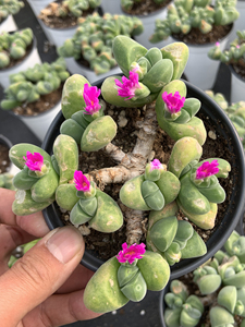 无比玉肉锥,7年老桩,10cm盆,正在开花,1盆=55元,2