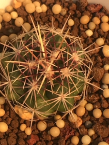 办公室桌面植物仙人球,五彩大统领实生籽播,球体冠径3.7厘米