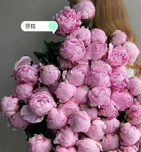 菏泽重瓣芍药大花(莎拉:伯恩哈特)母亲节首选,开花粉色外浅内