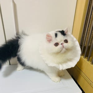 波斯异长加菲净梵黑白弟弟,图8-9是赛级种公爸爸,梁老财同款