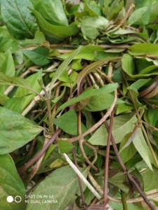 00四佬2126淘宝鸡矢藤种苗 新鲜野 生鸡屎藤根鸡屎田嫩叶鸡矢藤粄臭