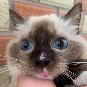 布偶猫白手套