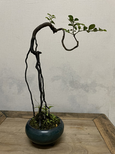 提根小叶紫檀黑骨茶盆景小品,含盆高30厘米,飘枝17厘米,盆