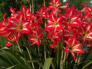 朱顶红种球 川女朱顶红 四川女王 米克斯 土朱 朱顶红盆栽