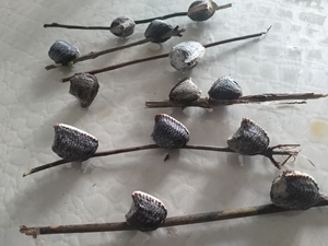 中华斧螳卵现货,贵州产,不是普通广斧,不是广斧,不是广斧!