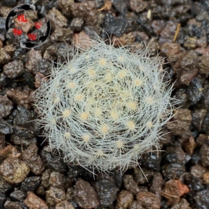 实生群生混乱玉仙人球——包邮圆通a70984749588.