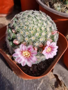 不扎手仙人球 吉赛尔 白小町 实生乳突属仙人球 开花好看不扎