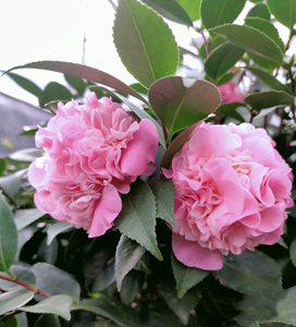 香妃老桩茶花 ,杆粗4-6公分,高度一米左右