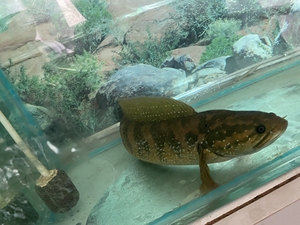 顶级国宝1淘宝野生:雷公鱼,七星鱼,可吃 ,可养.0人付款28.