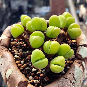 【无比玉老桩】无比玉老桩品牌,价格 - 阿里巴巴