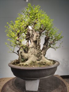 精品盆景年功老桩,榔榆东风桔火棘相思朴树栀子花两面针小石积