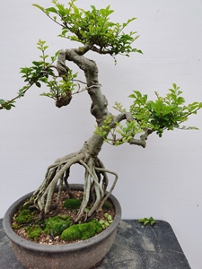 海南香兰提根大树型老桩盆景素材