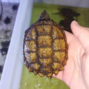 000人付款淘宝精品杂佛鳄,黄金甲状态一流,自养四年左右,五斤半背夹20