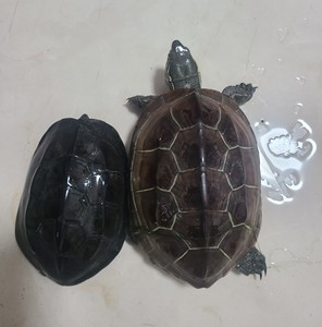 出一对养定的草龟,公的已经墨化,母龟圆身蛋甲肌肉头很好看