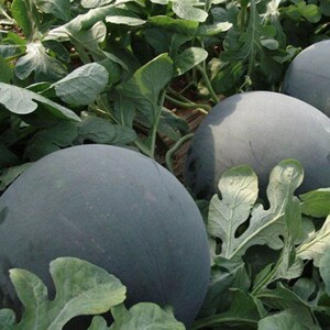 台湾黑美人西瓜种子 黑皮西瓜红壤黄壤大西瓜籽 四季播种水果蔬菜