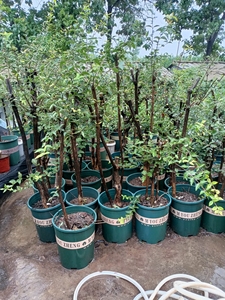 降龙木六道木 ,树苗活体,单杆双杆多杆丛林,疙瘩瘤包坨坨,适