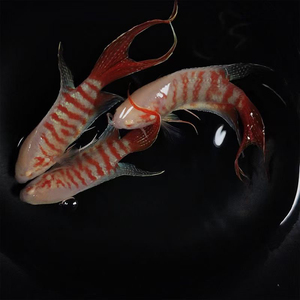 中国斗鱼白兔红眼