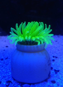 荧光绿疣海葵绿石葵光问不买的逗比勿扰