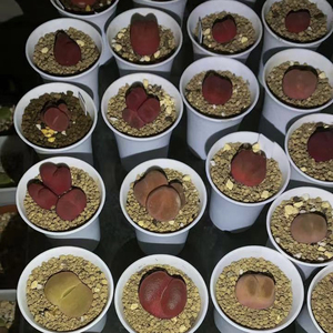 【出售】毛汉尼种荚,毛毛忠实粉丝,家里有很多优秀的毛汉尼母本