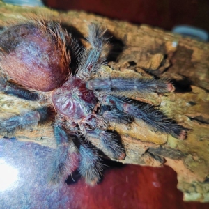 玛格丽塔岛粉趾