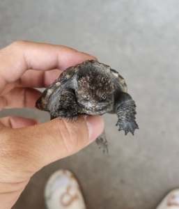 爆刺榴莲头蛤蟆脸原种佛鳄龟,顶级野配野黑佛鳄龟亚成,厚实大头