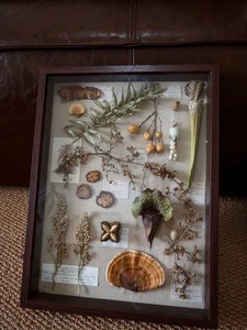 猪笼草标本相框 植物种子标本相框 小众家居装饰画 礼物推荐尺