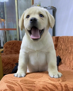 拉布拉多幼犬家养拉不拉多宠物宠物狗狗纯种小狗大骨架导盲犬活的