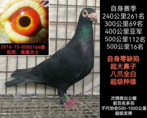 纯黑桑杰士大鼻子超级种雄,子代孙代超级发挥,喜欢黑鸽子的不要