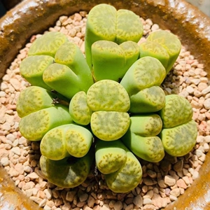 【黄鸣玄8颗装】生石花屁股花 柘榴玉阳台石头花迷你肉肉黄明玄