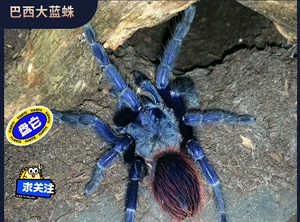 出现货4-5cm小公小母巴西大蓝蛛蜘蛛好看的蓝色系品种温顺好