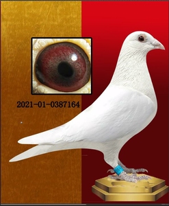 实战白信鸽,血统吐尼尔,玉嘴玉爪,纯白无杂毛,雌鸽,售价17