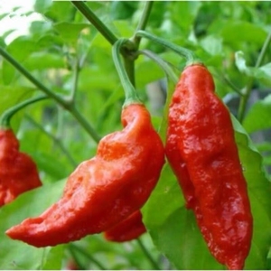 园艺辣椒 娜迦毒蛇辣椒 非常辣 20粒种子 包邮