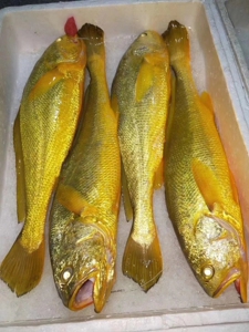 【当日海捕】大黄花鱼 野生黄花鱼6斤大黄鱼舟山大黄花海鲜活鲜