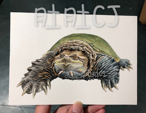 手绘原画中美鳄龟画像拟鳄龟大鳄龟佛鳄龟装饰画