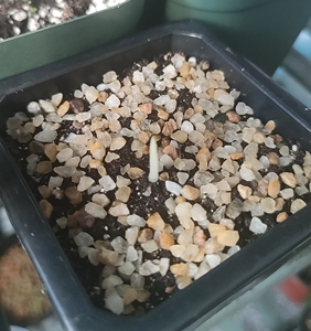 南非棒叶鹤望兰出芽种子一颗,带盆带土发货,北方慎购.