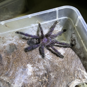 厄瓜多尔紫粉趾毒性图片
