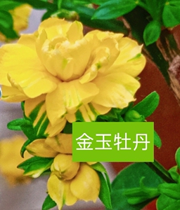 迎春花瓣