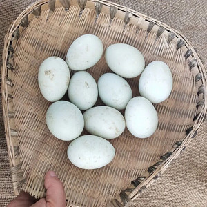 节后鱼生#农家自家养殖土鸭蛋40枚现捡新鲜野鸭蛋 散养新