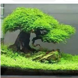 草缸,鱼缸造景,莫斯树,巴西树迎客松沉木,造型优雅别致,长2