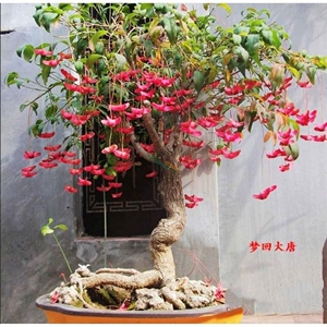 金丝吊蝴蝶树苗摇钱树