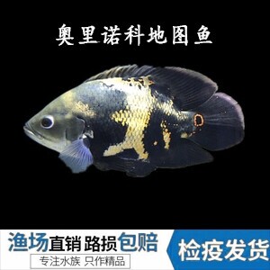 野生地图鱼黄化地图大黄蜂奥里诺科地图奥图中大型观赏鱼热带淡水