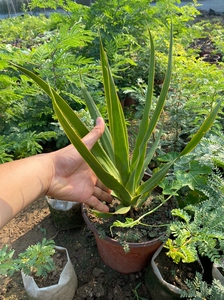 加纳利龙血树,露养多年