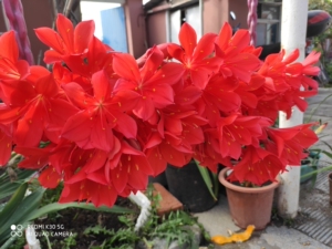 紫根兰.开花球25标价为一颗开花球的价格_阿里巴巴找货神器