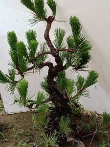 日本八房锦松