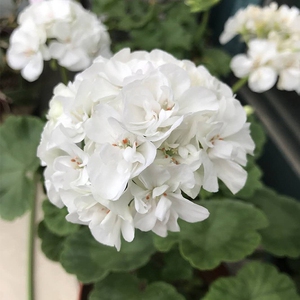 直立天竺葵 晨曲 花苗白色花园艺花卉盆栽四季开花植物阳台露台